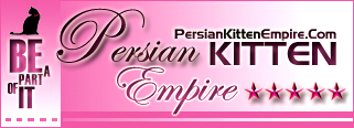 Persian Kittens for SALE!